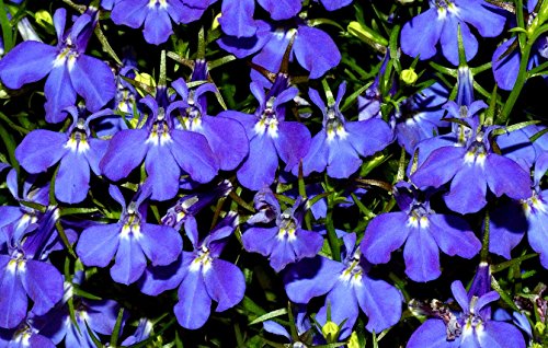 Männertreu, Blaue Lobelie Lobelia erinus 500 Samen