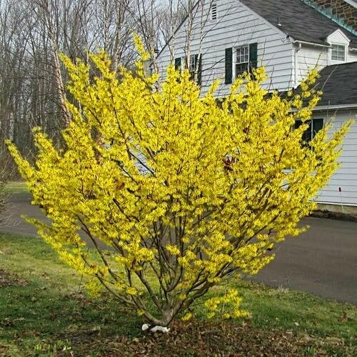 Witch Hazel Tree/Shrub - 8" Tall Live Plant - 4" Pot - Hamamelis virginiana
