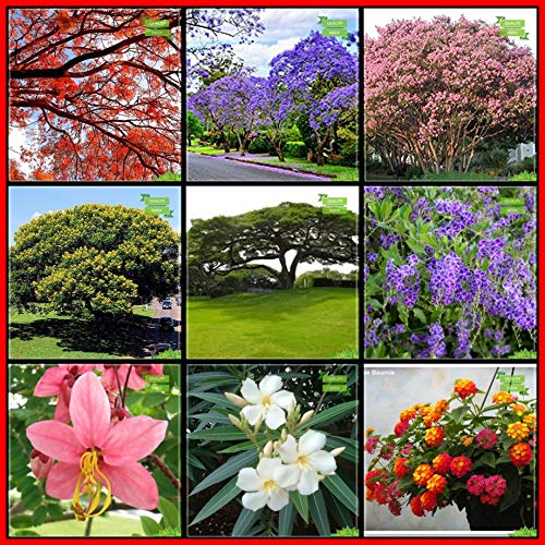 Creative Farmer Pack Seeds Combo Tree Seeds : Jacaranda, Flame Tree, Lagerstroemia Speciosa, Copperpod, Coco Tamarind, Pigeon Berry, Pink Shower, Nerium, Tickberry Kitchen Garden Pack