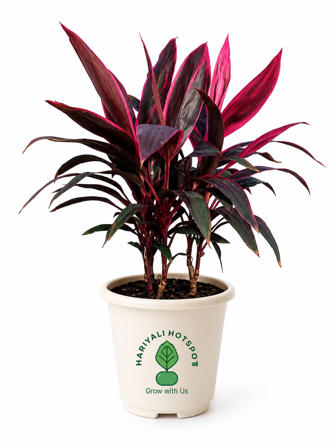 Hariyali Hotspot Premium Dracaena Red Ruby Live Plant | Exotic Indoor Foliage Plant | Air Purifying | Low Maintenance | Home & Office Decor-image-1