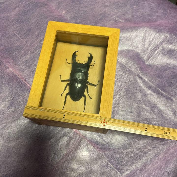 Amazon.co.jp: スマトラオオヒラタクワガタ？ : ペット用品