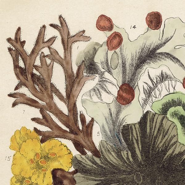 Amazon.co.jp: イギリス アンティーク ボタニカルアート 植物画