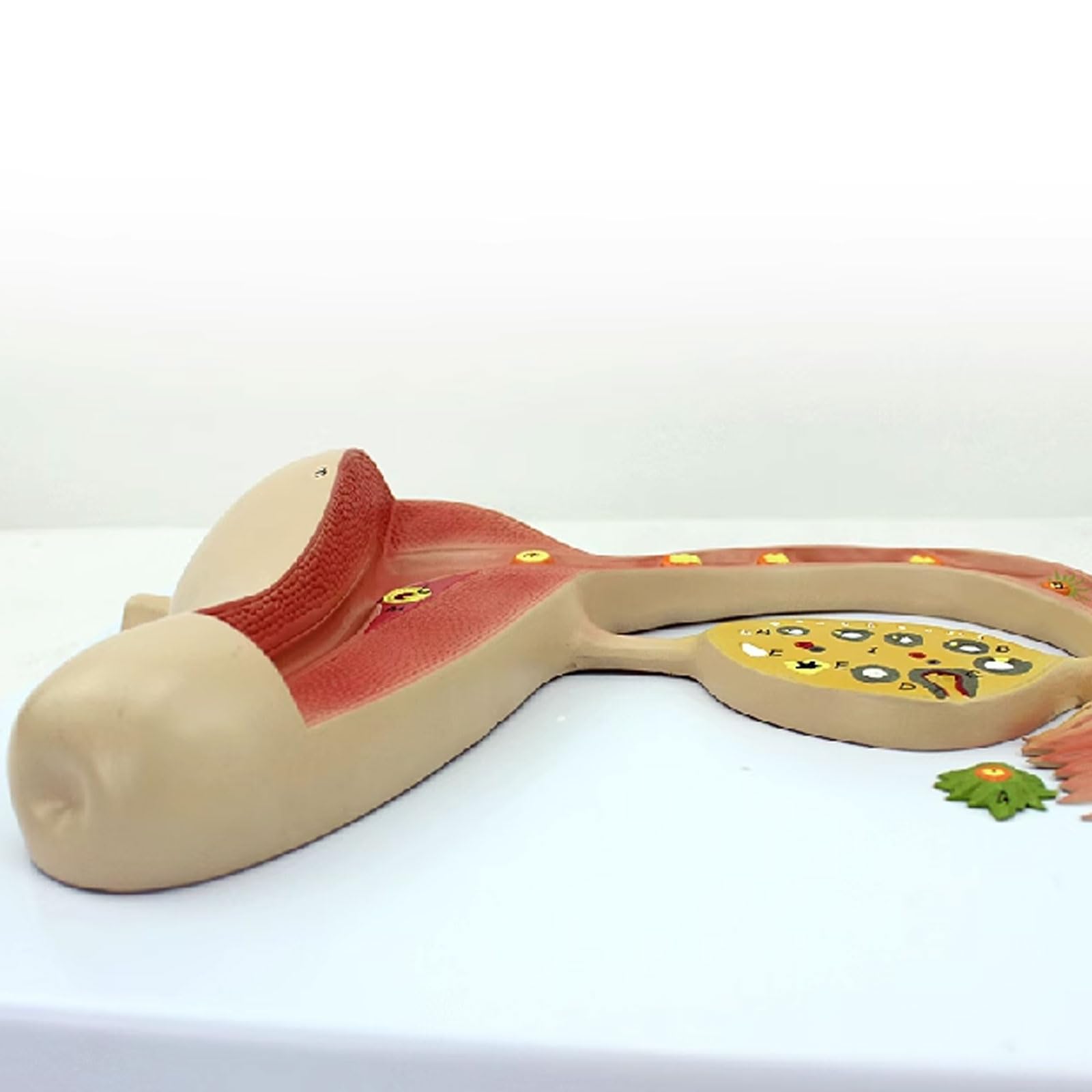 Model edukacyjny Zapłodniony proces tworzenia jaj Model anatomiczny Trening reprodukcyjny Zestawy naukowe Materiały laboratoryjne Medyczna pomoc szkoleniowa