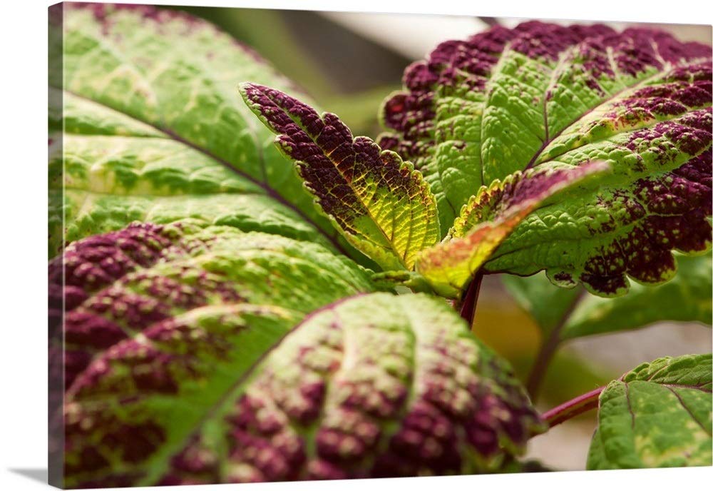 Plants Point Coleus Live Natural Plant (Pot Included) (B081NSP5PZ) Amazon Price History, Amazon Price Tracker