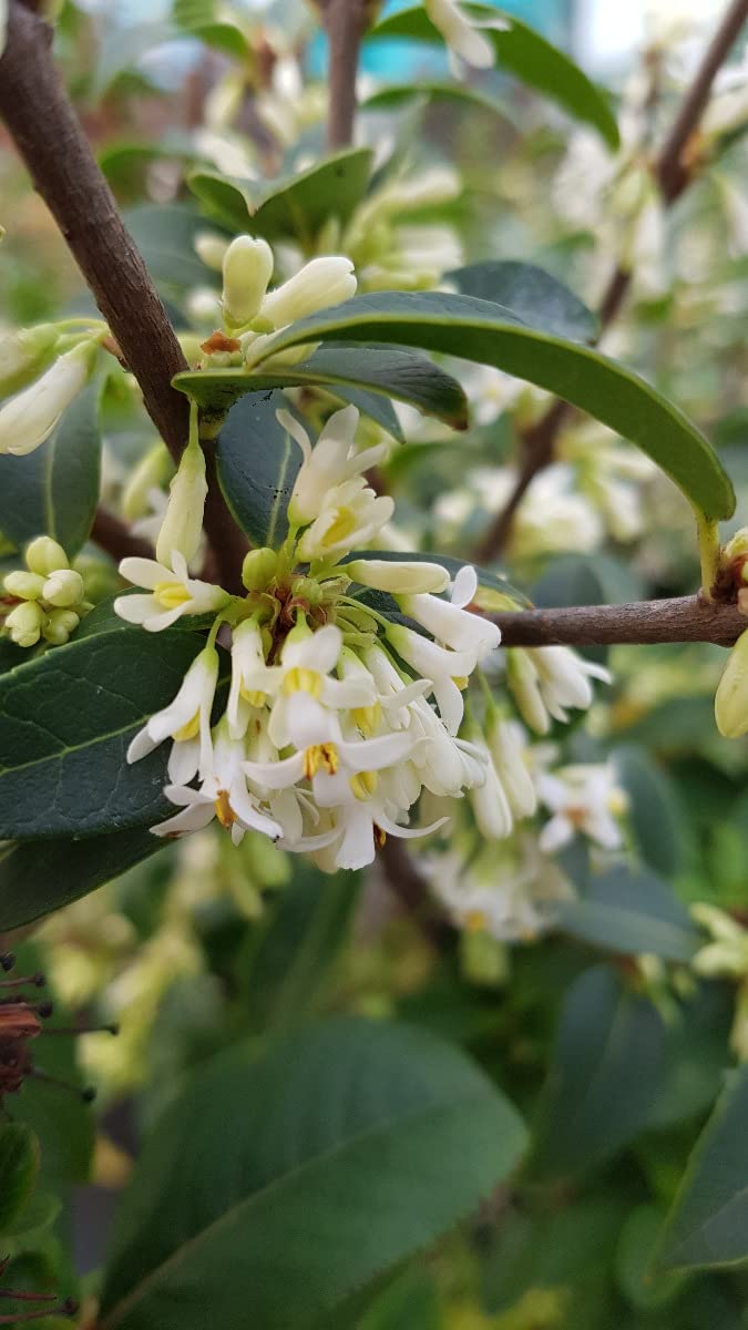 Osmanthus x burkwoodii Osmanthe de Burkwood 3-4 litres