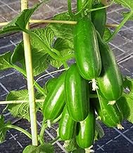 BALDUR Garten 2 x Die kleine Gurkenfabrik® 'Cucko®', plants in 10.5 cm pot, produces cucumbers on a running belt, ideal for balcony and patio, perfect snack for in between meals