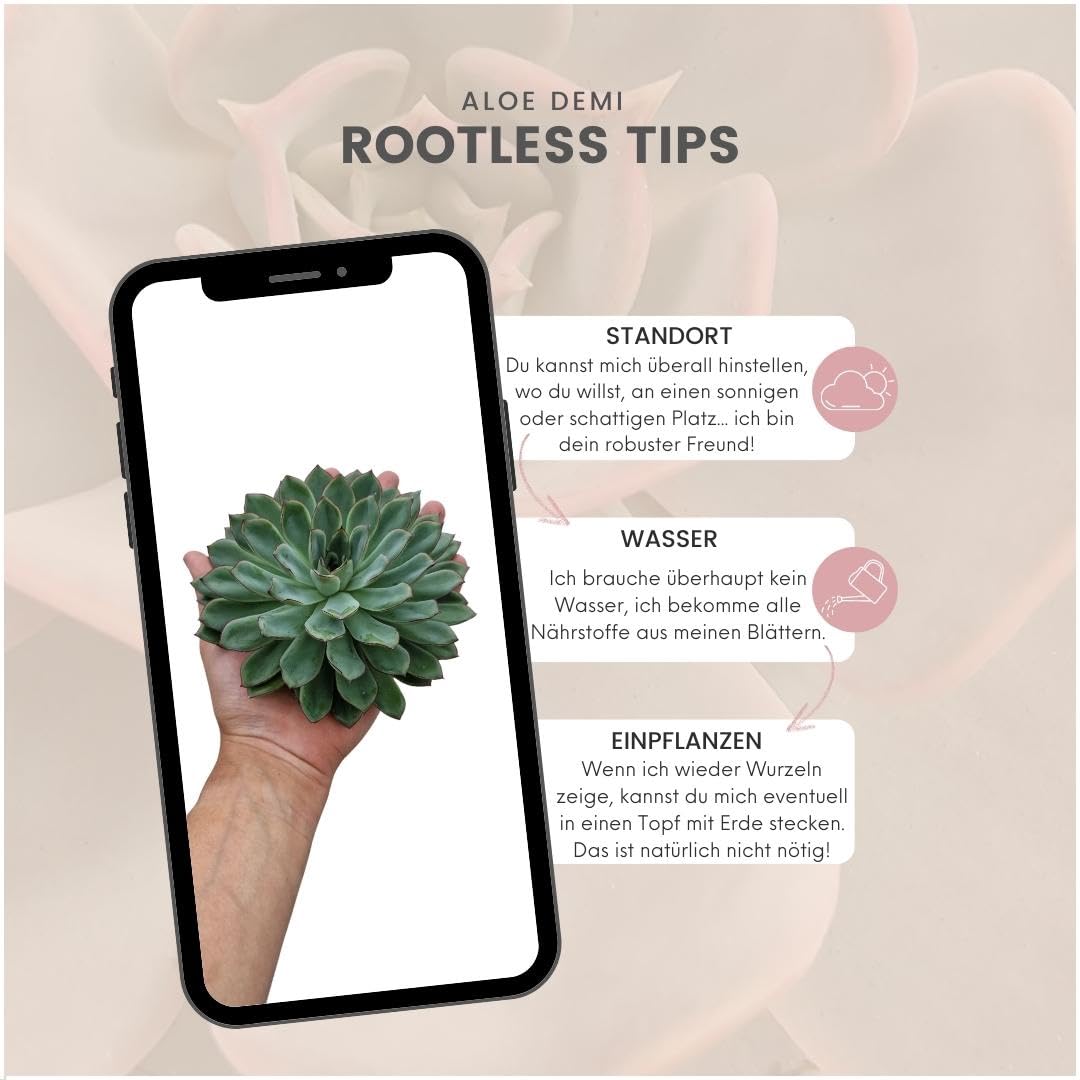 ROOTLESS by Aloe Demi | echte Sukkulent grn ohne wurzel | Echeveria  Pulidonis 12-14 cm - 5 cm | echte Sukkulent Pflanzen | Succulenten |  Kakteen | Sukkulent | Kaktus : Amazon.de: Garten