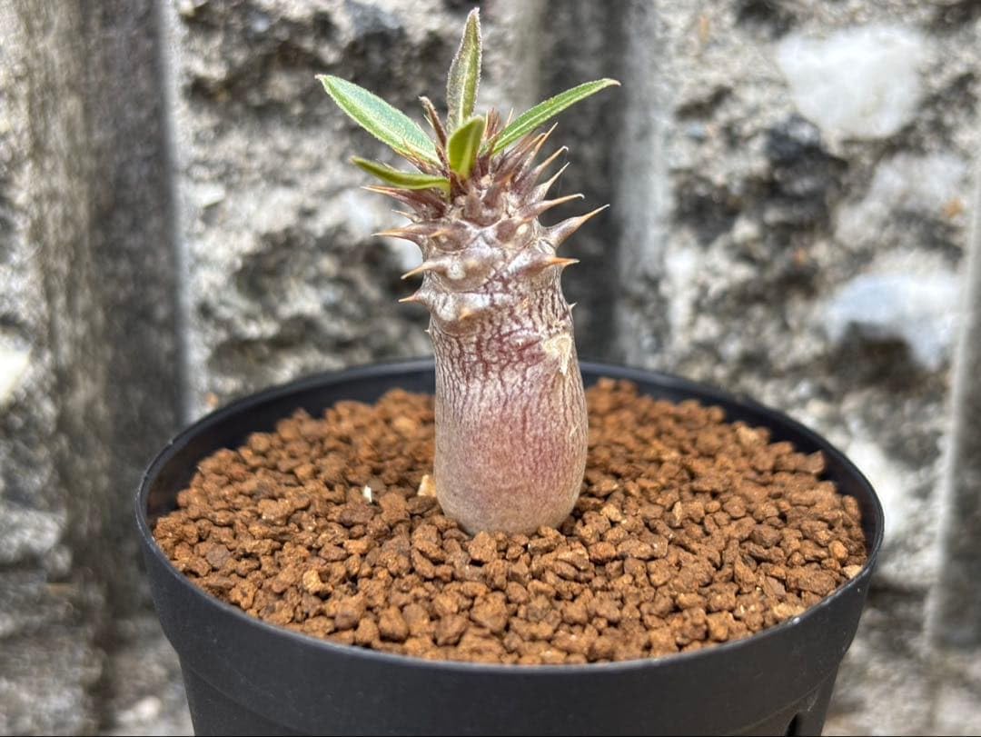 Amazon｜パキポディウム マカイエンセ 実生株｜観葉植物 オンライン通販