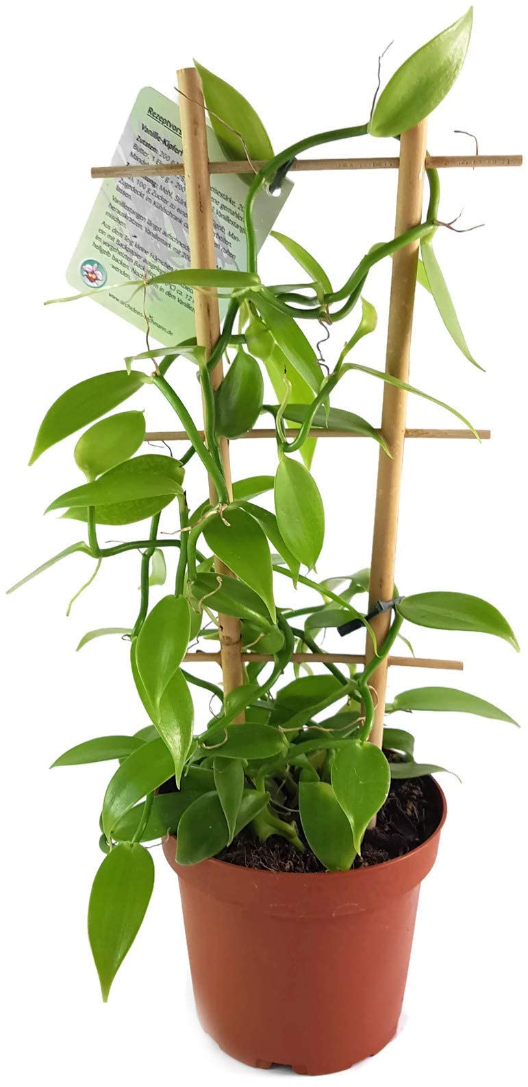 Vanilla planifolia - die echte Vanille Orchidee als zauberhafte Zimmerpflanze - nützliche Dekoration für Küche und Bad