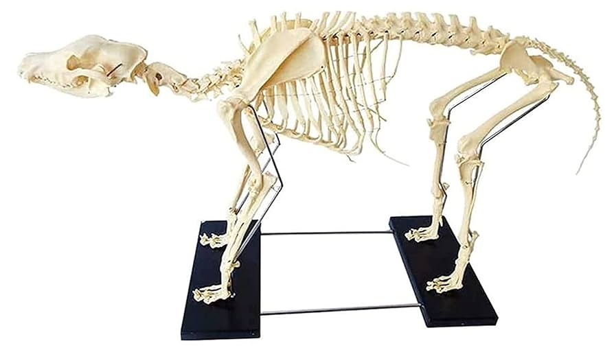 犬の骨格模型 解剖学標本 学習用犬骨格 獣医師やペットケアに最適 Amazon.co.jp: haoyunjianjiak犬の骨格標本のモデル動物の解剖学