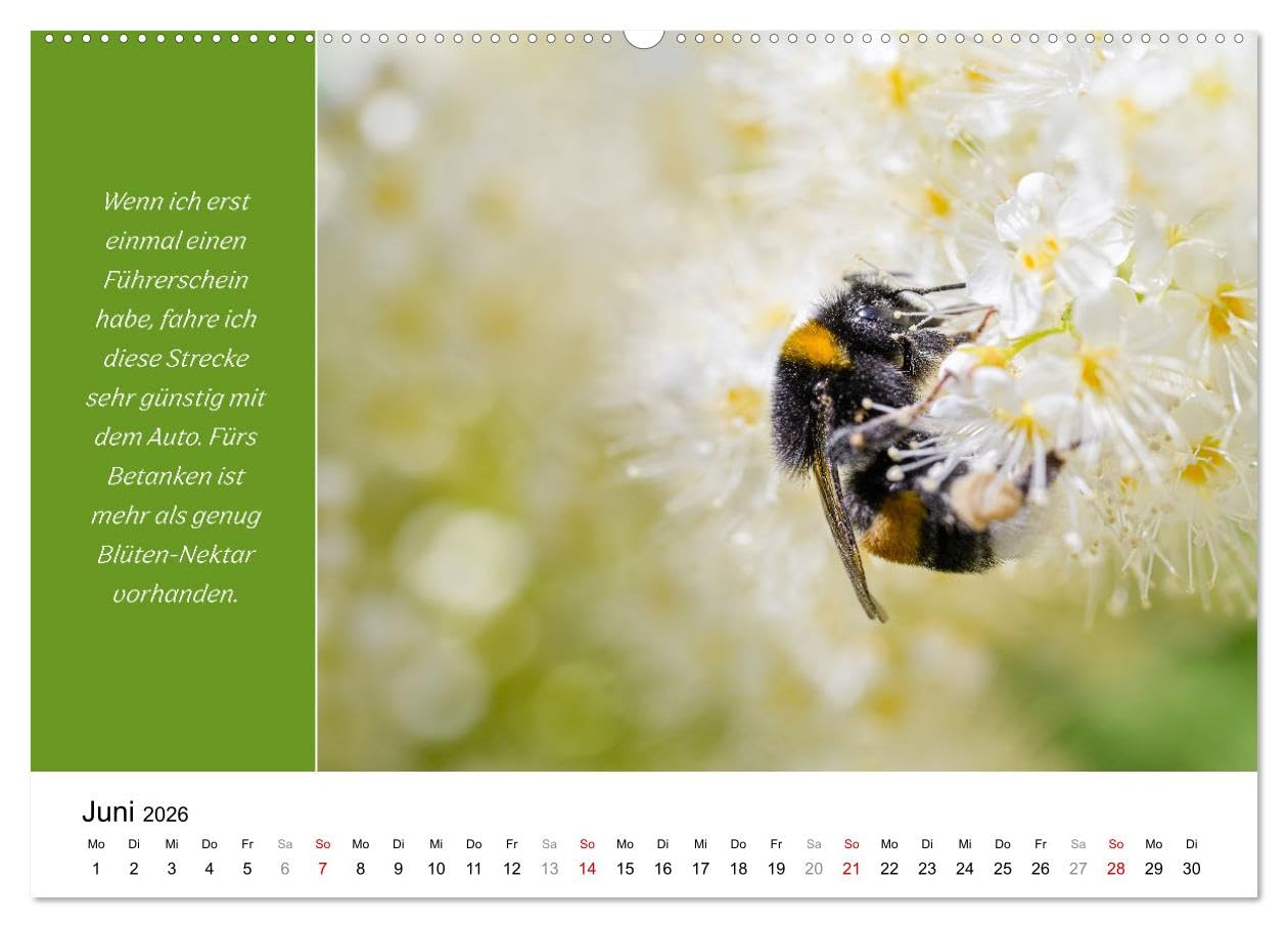 Tiere und feiner Humor (hochwertiger Premium Wandkalender 2026 DIN A2 quer), Kunstdruck in Hochglanz: Tiere in schönsten Bildern mit lustigen Sprüchen. (CALVENDO Spass)