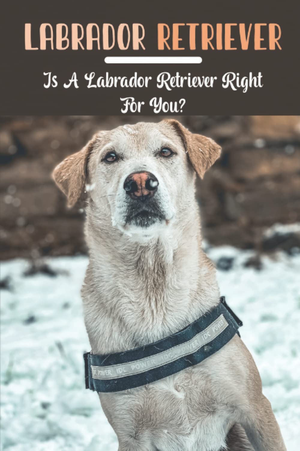 Labrador Retriever: Is A Labrador Retriever Right For You?