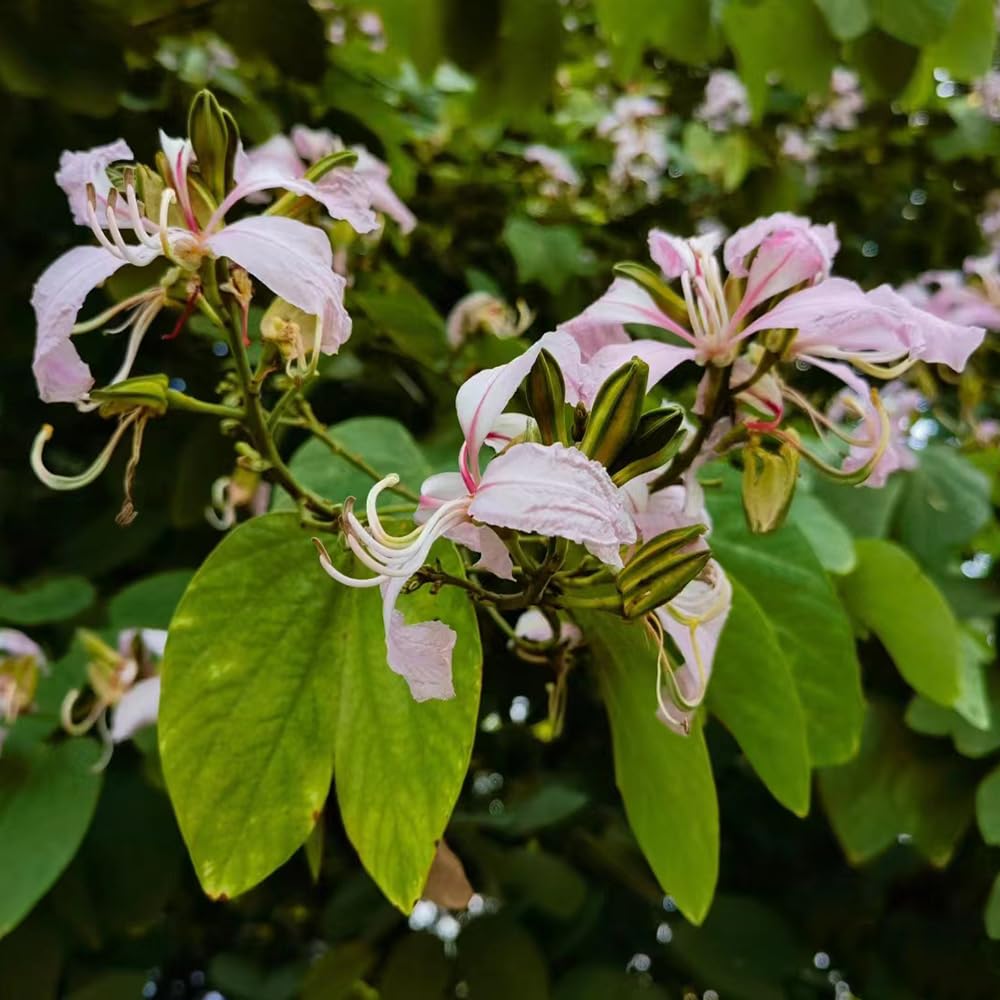 8 pcs orchideenbaum samen, zimmerpflanze, bodendecker winterhart mehrjhrig  (Bauhinia purpurea) exotische pflanzen, samen geschenk pflanzen geschenk,  pflanzen samen indoor bonsai samen, : Amazon.de: Garten