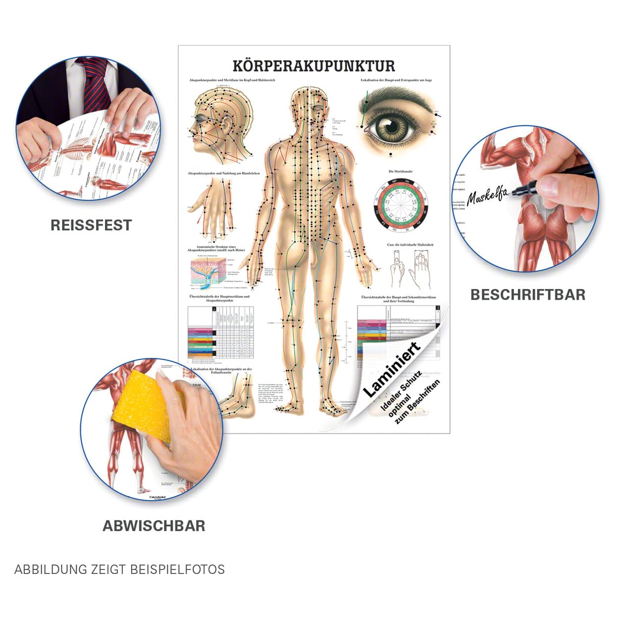 Sport-Tec Körperakupunktur Lehrtafel Anatomie 100x70 cm medizinische Lehrmittel
