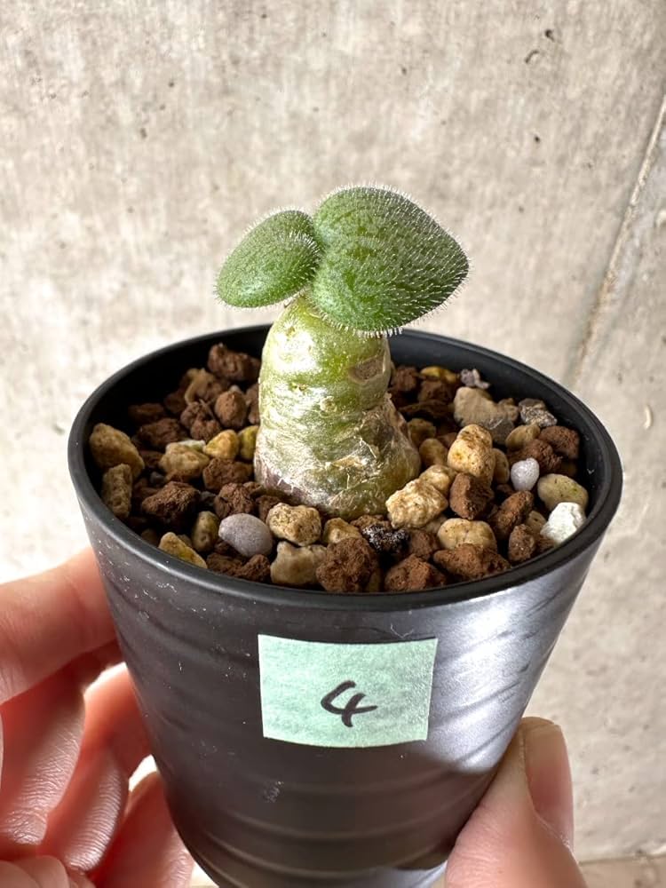 Amazon|【現品限り】チレコドン・ノルティ【G4】 Tylecodon nolteei Amazon|【現品限り】チレコドン・ノルティ【G4】 Tylecodon nolteei