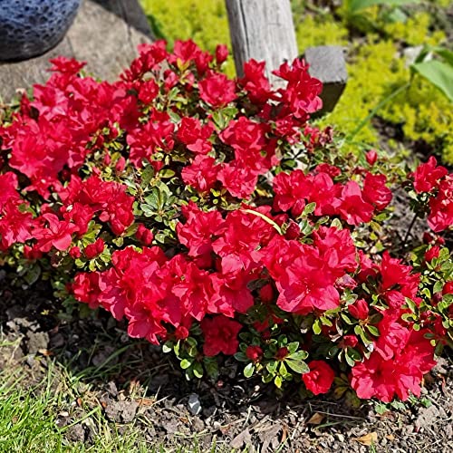 YouGarden - Azalea Encore 'Autumn Fire' in 8cm Pot - Garden Ready Plants Ready to Plant Out in Gardens - Supplied as 1 x Established Red Azalea for Garden