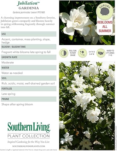 Vista 15 de Endless Summer Bloomstruck Hydrangea (2 galones) y Summer Crush Hydrangea Shrub (2 galones) Bundle