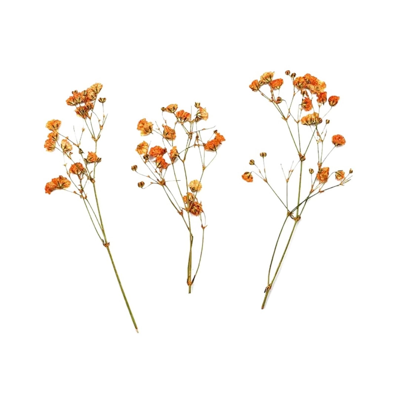 WJIAYAO dried gypsophila flowers 12Pcs Gypsophila Bouquets Colorful Dried Flower(Orange)