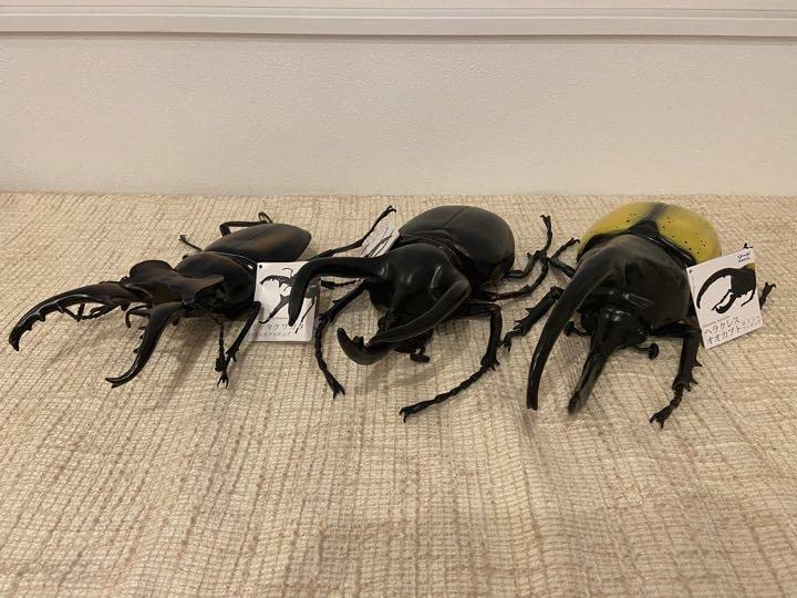 Amazon.co.jp: ヘラクレスオオカブト ミヤマクワガタ コーカサス