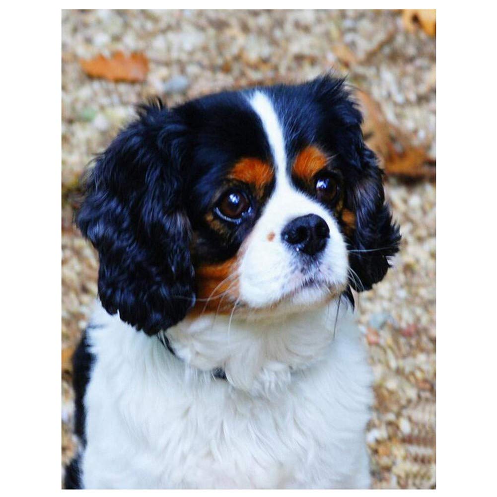Nprzm H176 5D Diamond Painting By Numbers Kits Full Drill Cavalier King Charles Spaniel Diamond Painting Adults/Kids Diy Paste Crystal Rhinestone Embroidery Diamond 30X40cm