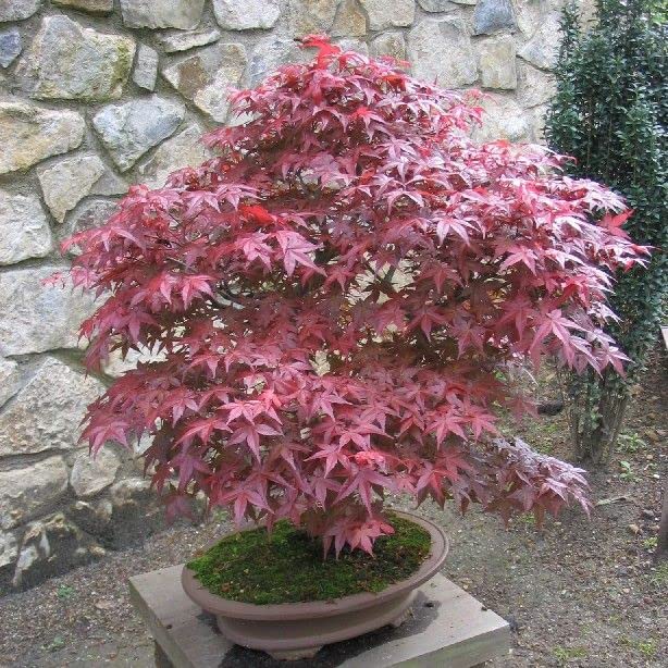 Image of Dwarf Red Leaf Maple Seeds - 10+ Seeds Eco Pack