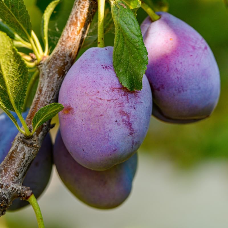 Purple Plum Tree Live Plant 3-4 Ft Tall, Ready to Bear Fruits, Sweet Plum Fruit Tree for Outdoor Growing