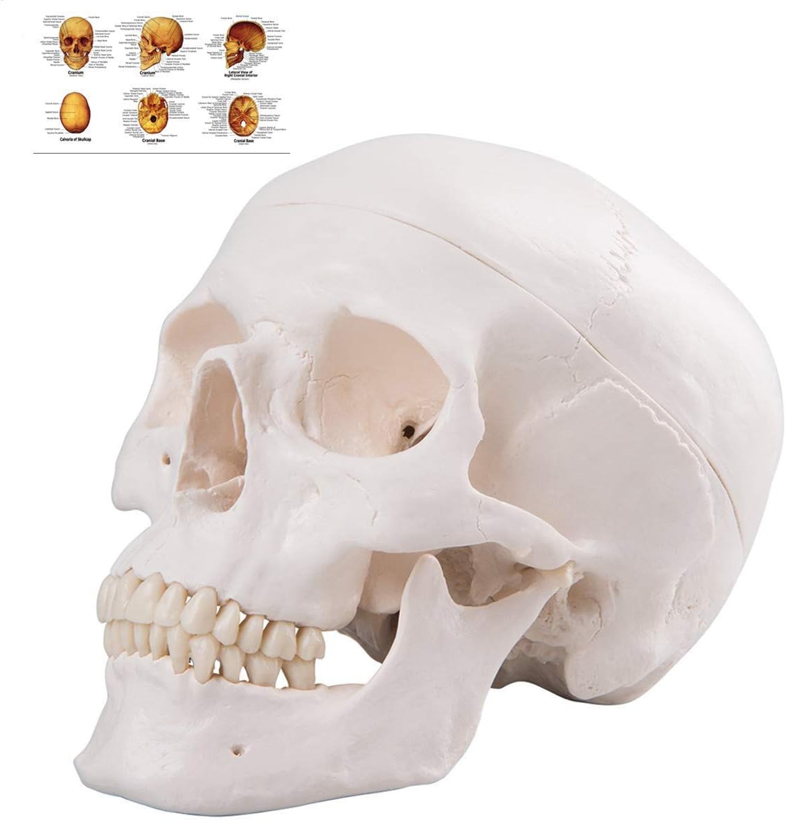 Human Skull Anatomical Model, Life Size Replica Adult Human Anatomy Head Model with Removable Skull Cap and Articulated Mandible, Labeled Diagram Poster Included