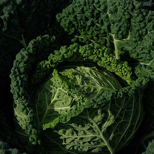 Miniatura 1 de Semillas de Col - Famosa Organic - 250 Semillas