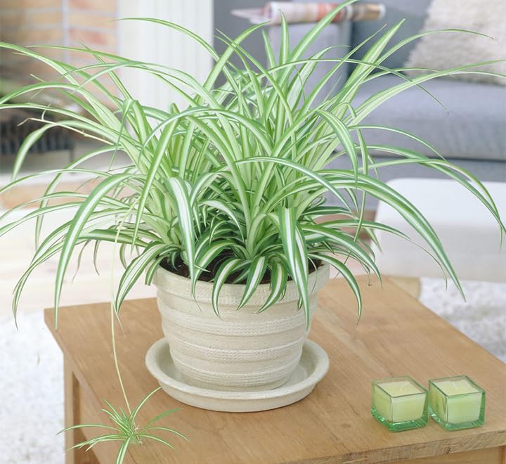 Chlorophytum comosum 30-40cm Spread ‘Variegatum’ | Spider plant or Airplane plant (Default Plastic Pot)