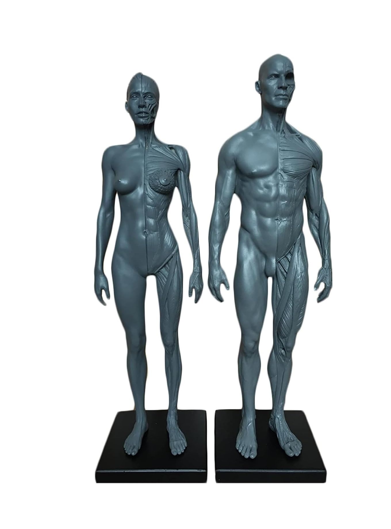 Modello anatomico di muscolo e scheletro umano 11in-2pz
