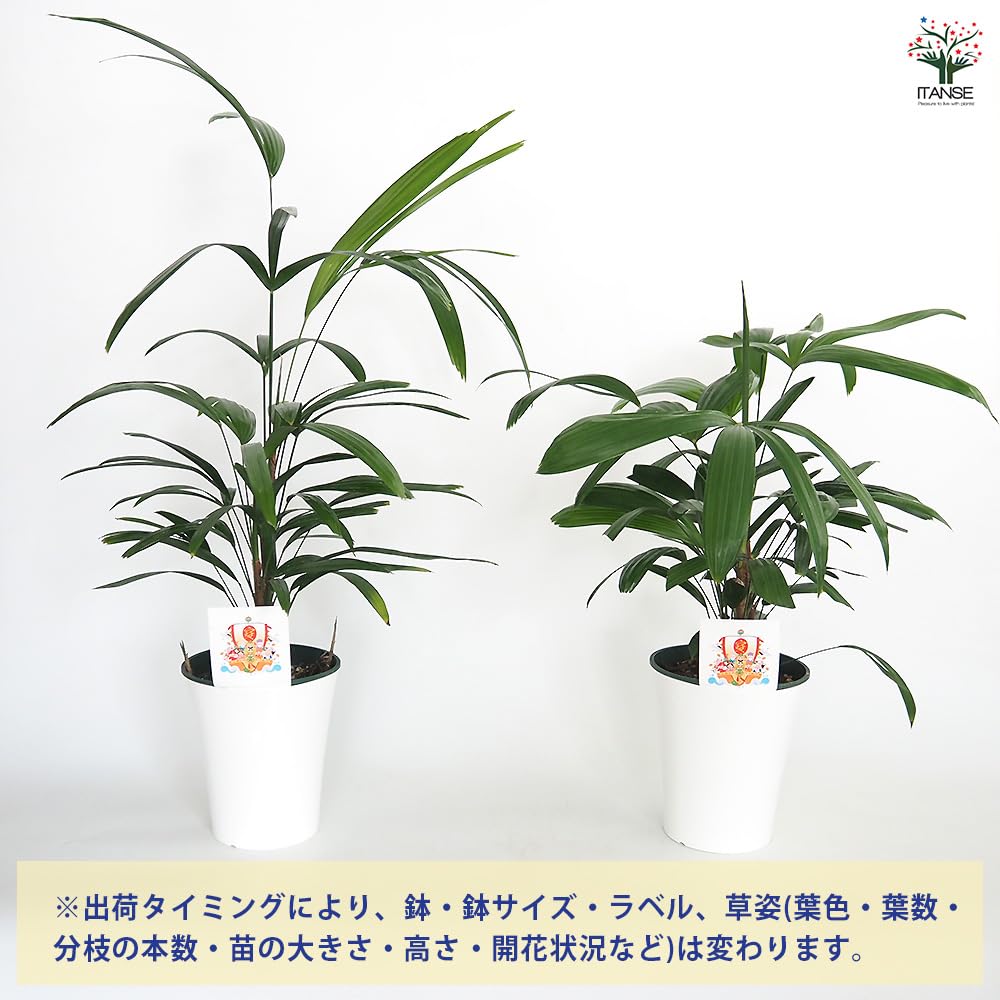 観音竹 観音竹 瑞晃錦 4号｜観葉10-TU | 観葉・多肉 | 赤塚植物園オンライン