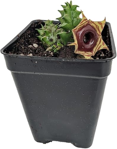 Planta suculenta Lifesaver - Huernia - Flor exótica - Maceta de 2.5 pulgadas