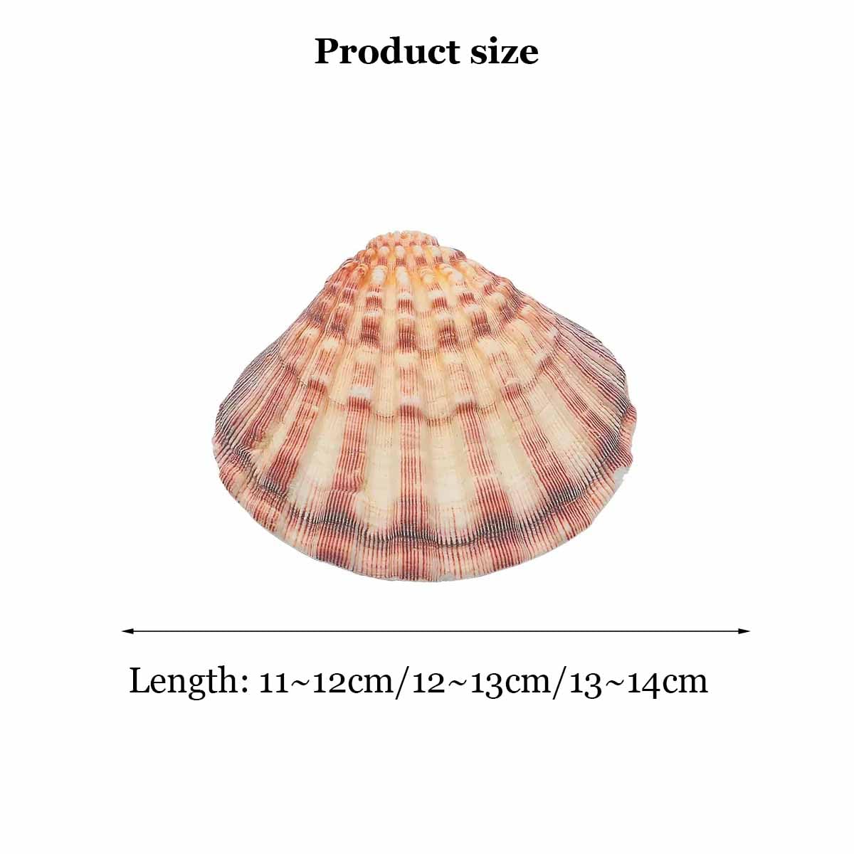 Muszla, 11~14 cm na dekoracje ślubne impreza tematyczna plaży(11~12cm)