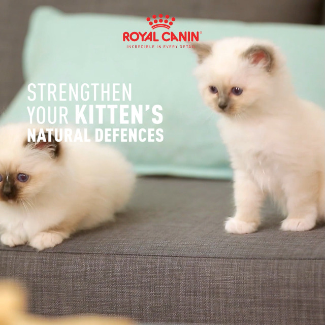 Royal Canin Second Age Kitten Food