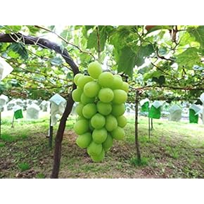 ぶどう - Amazon.co.jp