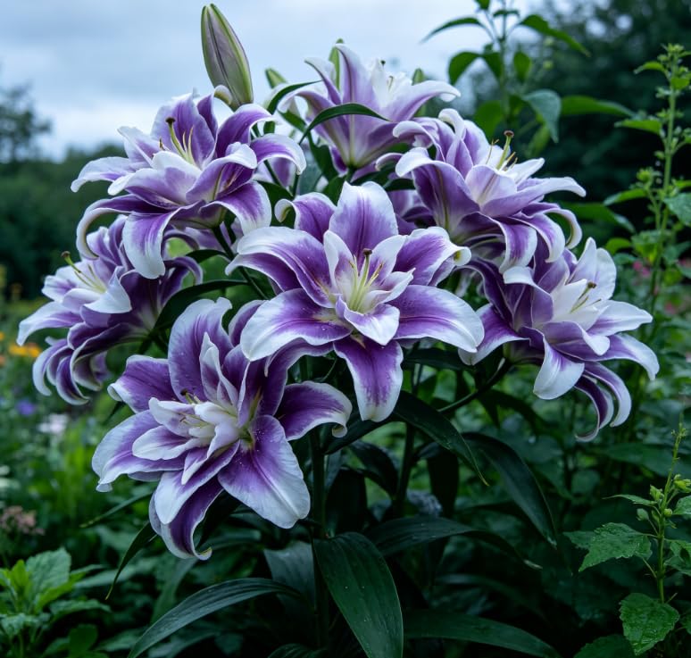 Fragrant Perennial Lily Plants – Unique Rare Lily Bulbs, Excellent for Yard Borders, Patio & Home - Perennial Easy Grow for Garden Displays-4 Bulbs-F