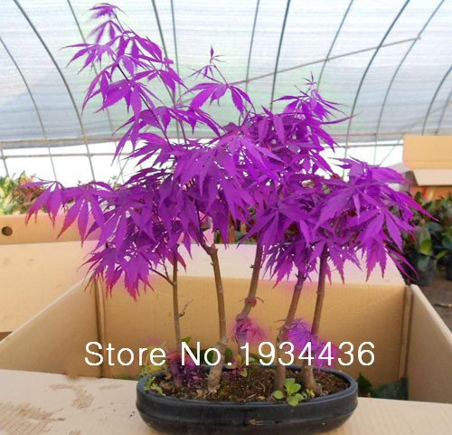 50 PCS Viola Maple seeds RARA nel Mondo Canada è un issimo Viola Piante Alberi "Purple Ghost"