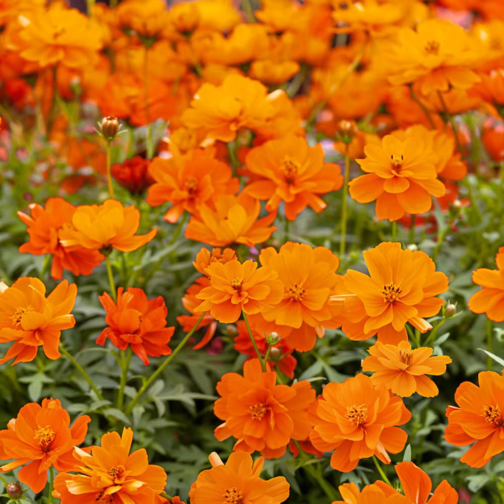Outsidepride Mandarin Cosmos Sulphureus Seeds - 50 Pcs Annual, Pollinator-Friendly & Drought Tolerant Flower Seeds for Planting w/Vibrant Double Blooms for Low Maintenance Landscaping & Xeriscaping