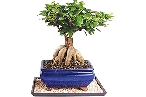 Brussels' Gensing Grafted Ficus Bonsai - Medium (Indoor) with Humidity Tray & Deco Rock