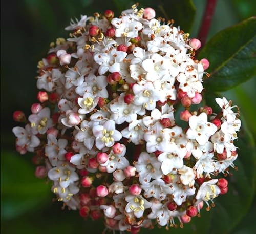 Viburno tino Viburnum tinus lentaggine pianta da siepe in vaso 2 litri cm Vivaio di Castelletto