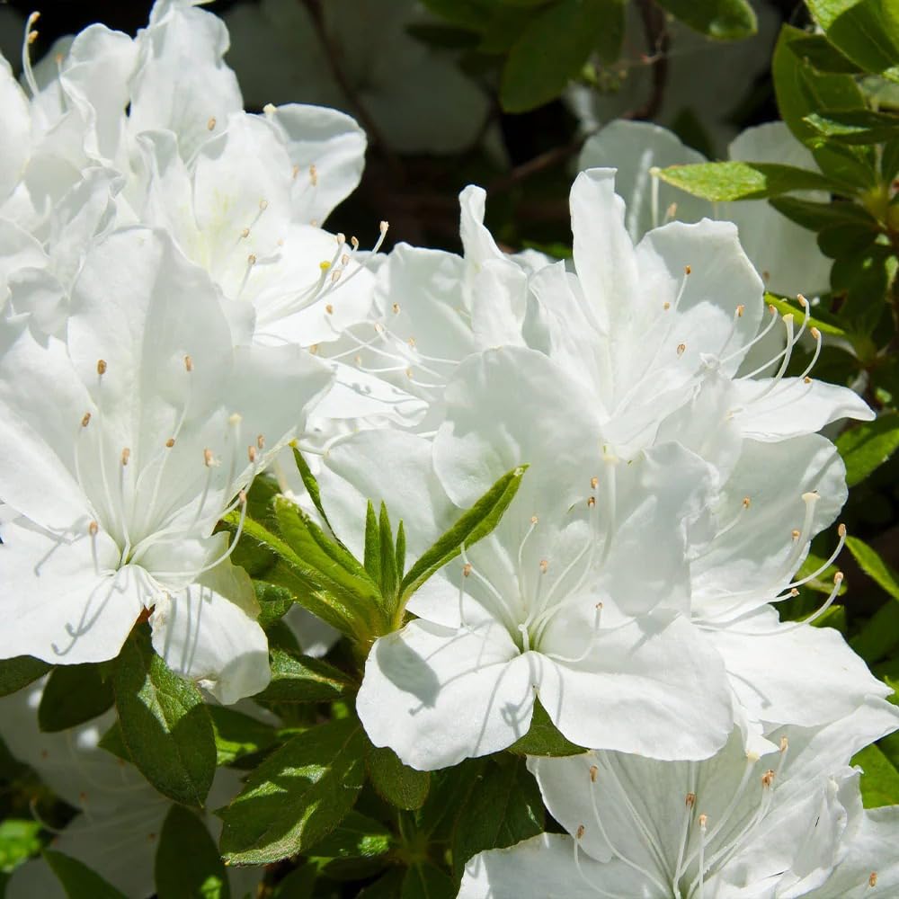 Azalea (White) Flowering Live Plant For Shrub/Bush & Home Gardening (Hybrid, Pack Of 1) (B0CRLFS14N) Amazon Price History, Amazon Price Tracker