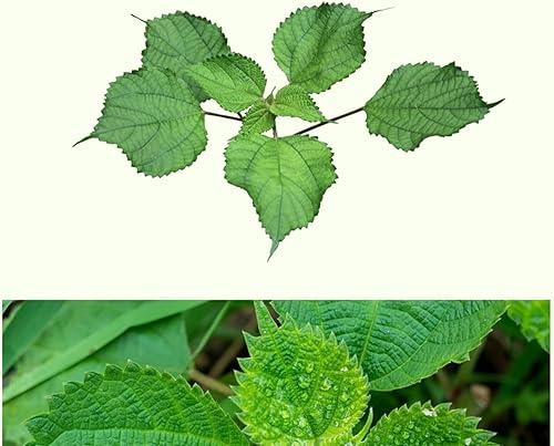 Miniatura 3 de Extracto de hoja de ramio puro natural orgánico tostado en polvo, 7.05 onzas (7.05 oz)