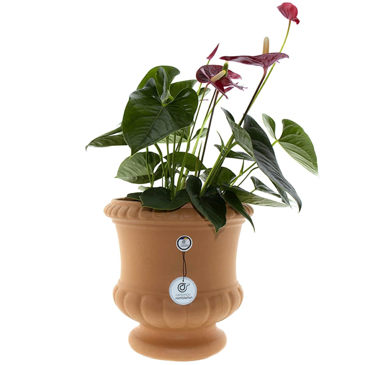 CERÁMICA RAMBLEÑA | Maceta Grande | Maceta Original | Maceta Exterior | Maceta de Barro Rojo Copa - Modelo J25 | 31x31x31 cm