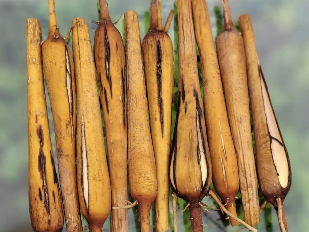 LEMURIAN Foods Palmyra Sprout/Palmyra Tuber/பனங்கிழங்கு-5 Nos