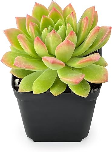 Miniatura 2 de Sprout N Green Live Sedeveria Markus, 1 paquete de 1 mini planta suculenta rara totalmente enraizada en maceta de 2 pulgadas, planta de casa real