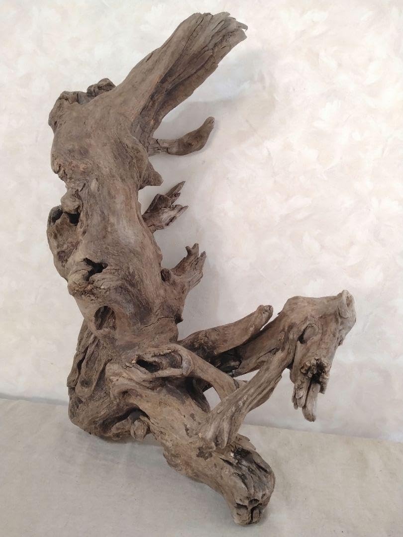 【希少】アクアリウム・DIY向け 特大サイズ塊根ブランチウッド流木（約55cm） DIY・アクアリウム向け 特大塊根ブランチウッド流木2個セット 約