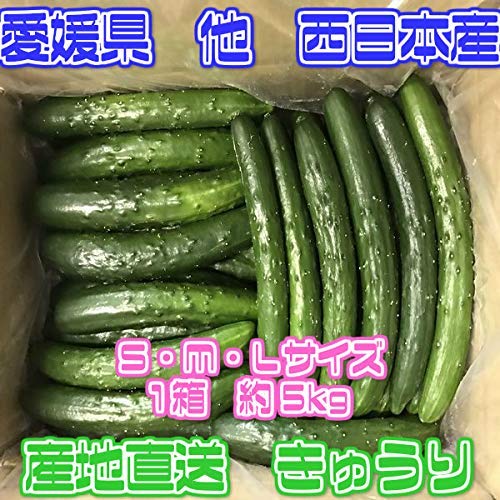 【宮崎県・愛媛県他】 きゅうり 1箱 約5kg