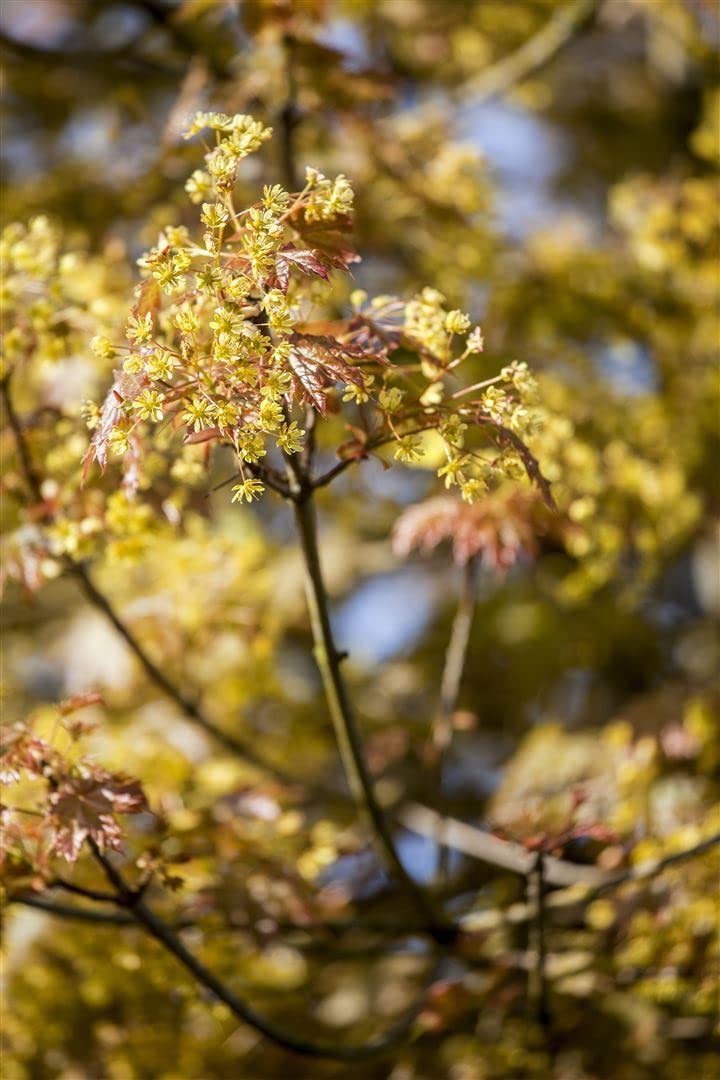 Kugelahorn Acer platanoides Globosum 125 cm Solitärbaum winterhart