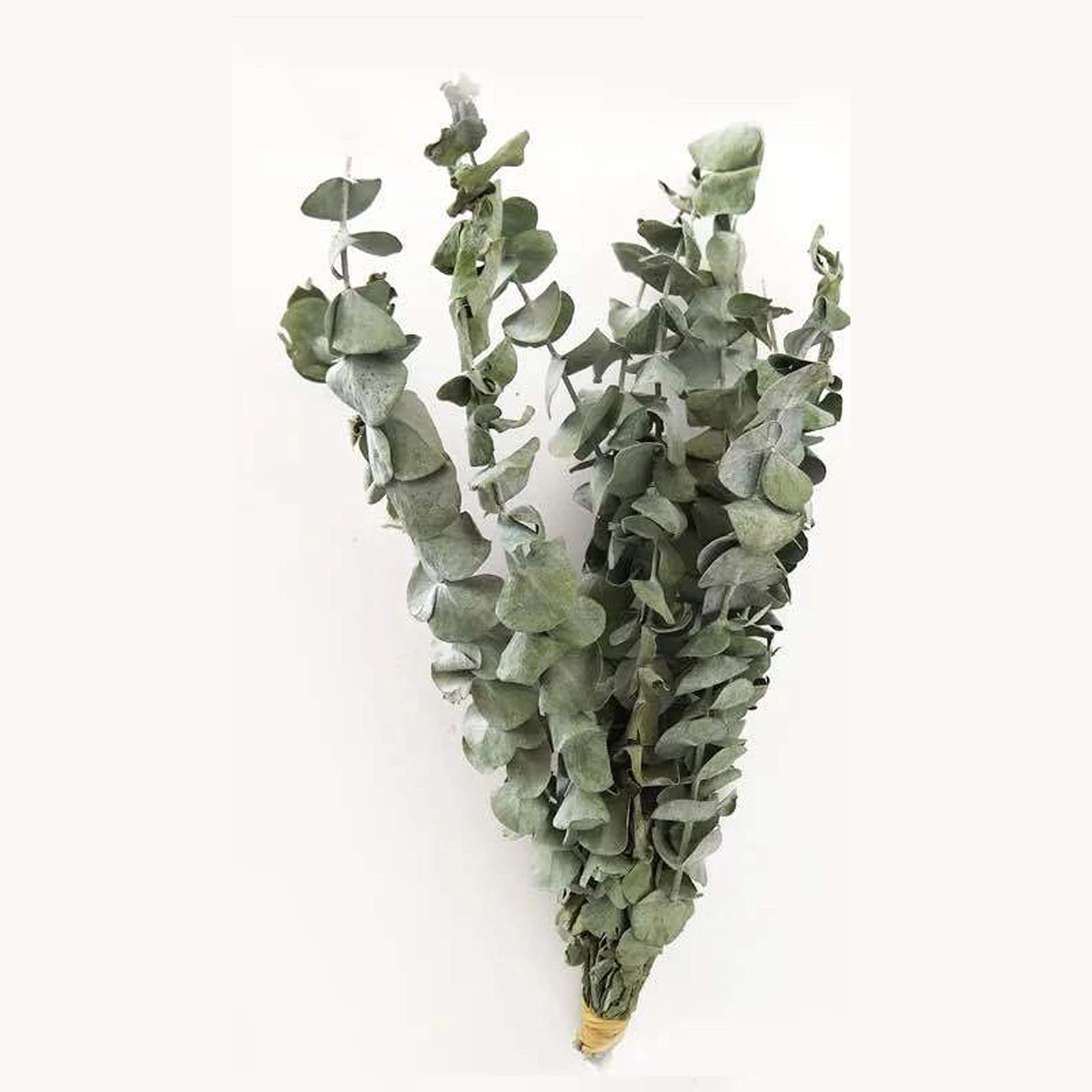 SBJKLYRN Simulated flowers, 10 Pcs Eucalyptus Branches Dried Plant Natural Eucalyptus Leaves...