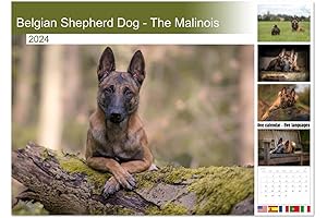 Belgian Malinois 2024 Wall Calendar: The Perfect Gift for Dog Lovers!